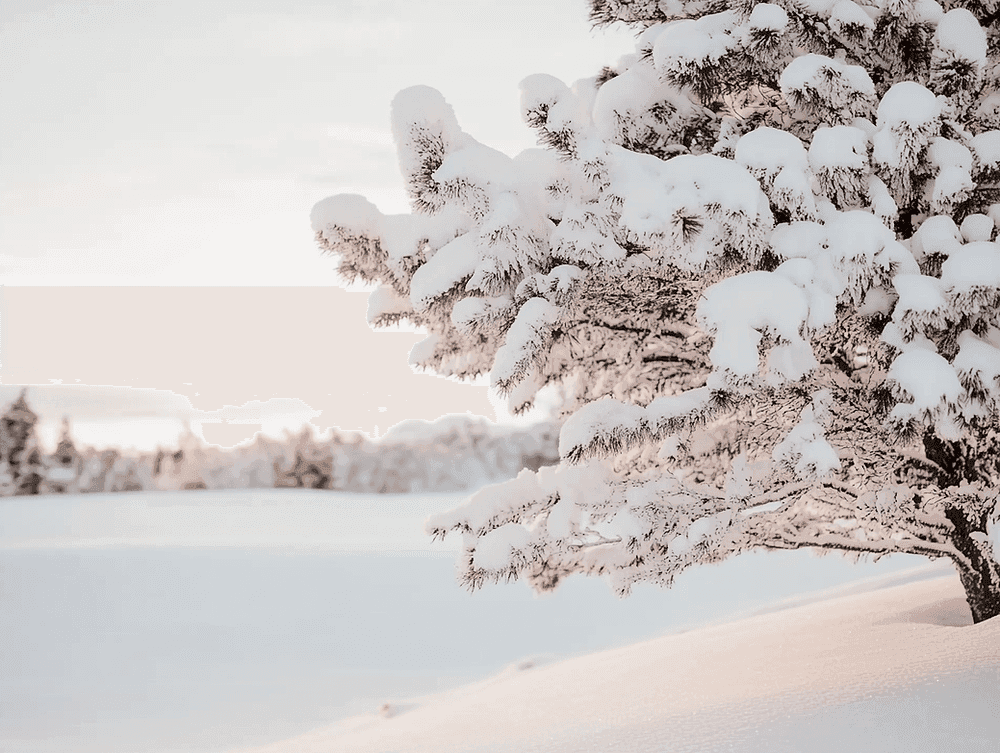 Winter landscape